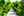 The Kaliningrad Botanical Garden